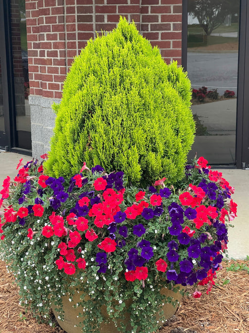 Thuja orientalis 'Morgan' Golden Chinese Arborvitae - Mr Maple │ Buy Japanese Maple Trees