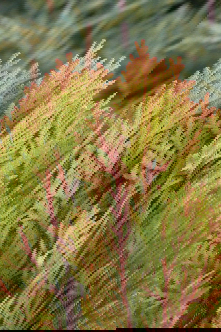 Buy Thuja orientalis 'Morgan' Golden Chinese Arborvitae — Mr Maple