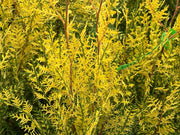 Thuja orientalis 'Van Hoey Smith' Variegated Arborvitae - Mr Maple │ Buy Japanese Maple Trees