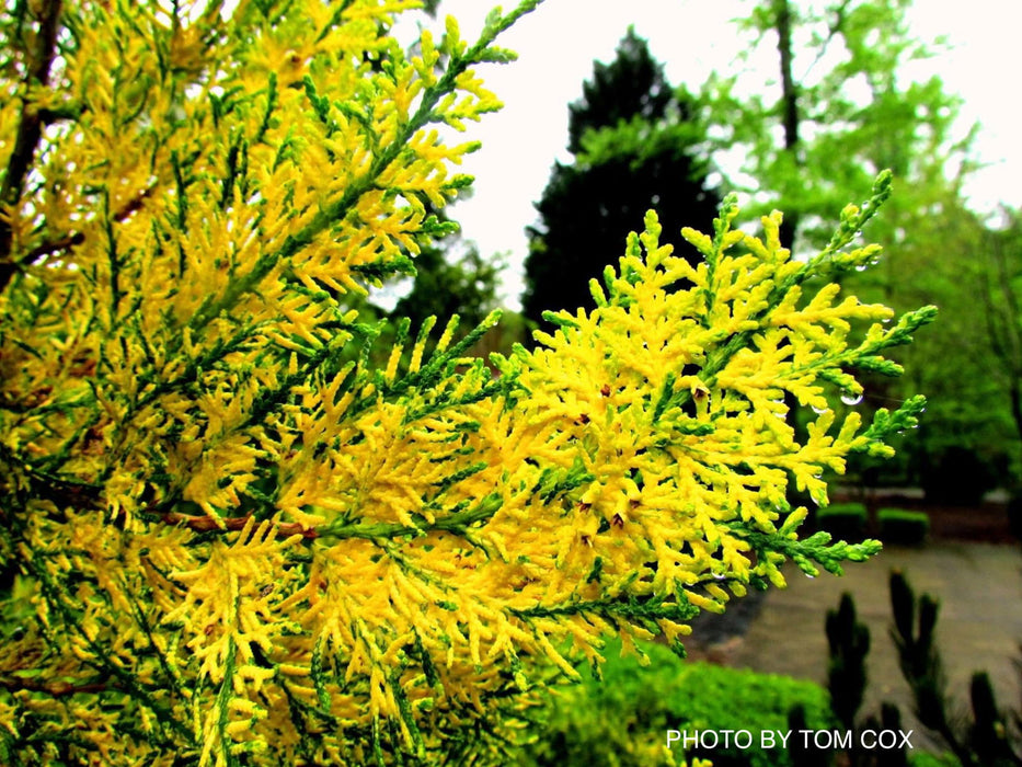 Thuja orientalis 'Van Hoey Smith' Variegated Arborvitae - Mr Maple │ Buy Japanese Maple Trees