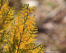 Thuja orientalis 'Van Hoey Smith' Variegated Arborvitae - Mr Maple │ Buy Japanese Maple Trees