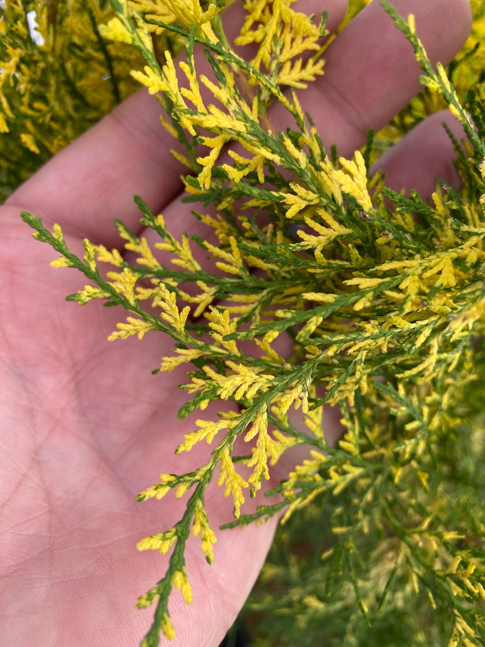 Buy Thuja occidentalis 'Van Hoey Smith' Variegated Arborvitae — Mr