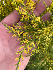 Thuja orientalis 'Van Hoey Smith' Variegated Arborvitae - Mr Maple │ Buy Japanese Maple Trees