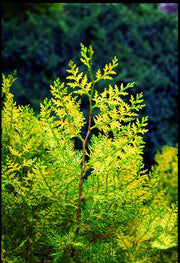 Thuja orientalis 'Van Hoey Smith' Variegated Arborvitae - Mr Maple │ Buy Japanese Maple Trees