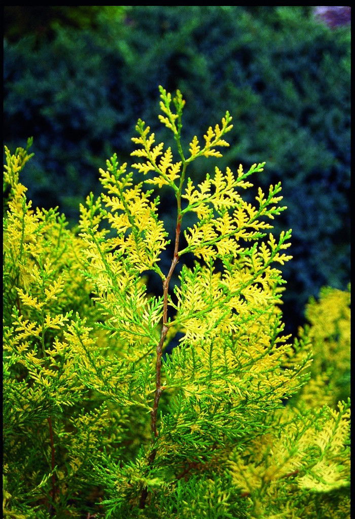 Thuja orientalis 'Van Hoey Smith' Variegated Arborvitae - Mr Maple │ Buy Japanese Maple Trees