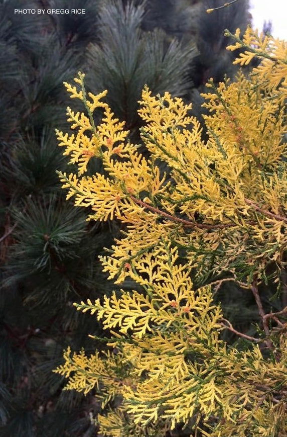 Thuja orientalis 'Van Hoey Smith' Variegated Arborvitae - Mr Maple │ Buy Japanese Maple Trees