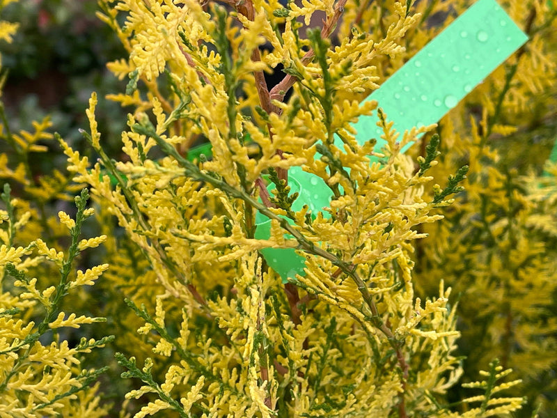 Thuja orientalis 'Van Hoey Smith' Variegated Arborvitae - Mr Maple │ Buy Japanese Maple Trees