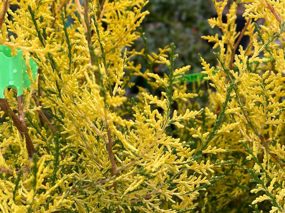 Thuja orientalis 'Van Hoey Smith' Variegated Arborvitae - Mr Maple │ Buy Japanese Maple Trees