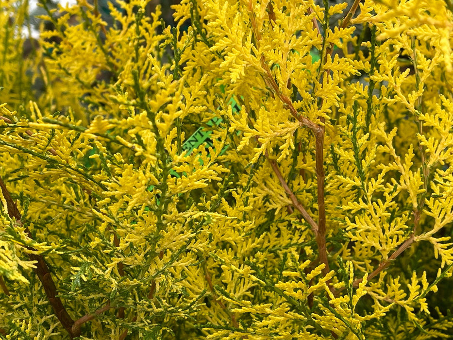 Thuja orientalis 'Van Hoey Smith' Variegated Arborvitae - Mr Maple │ Buy Japanese Maple Trees