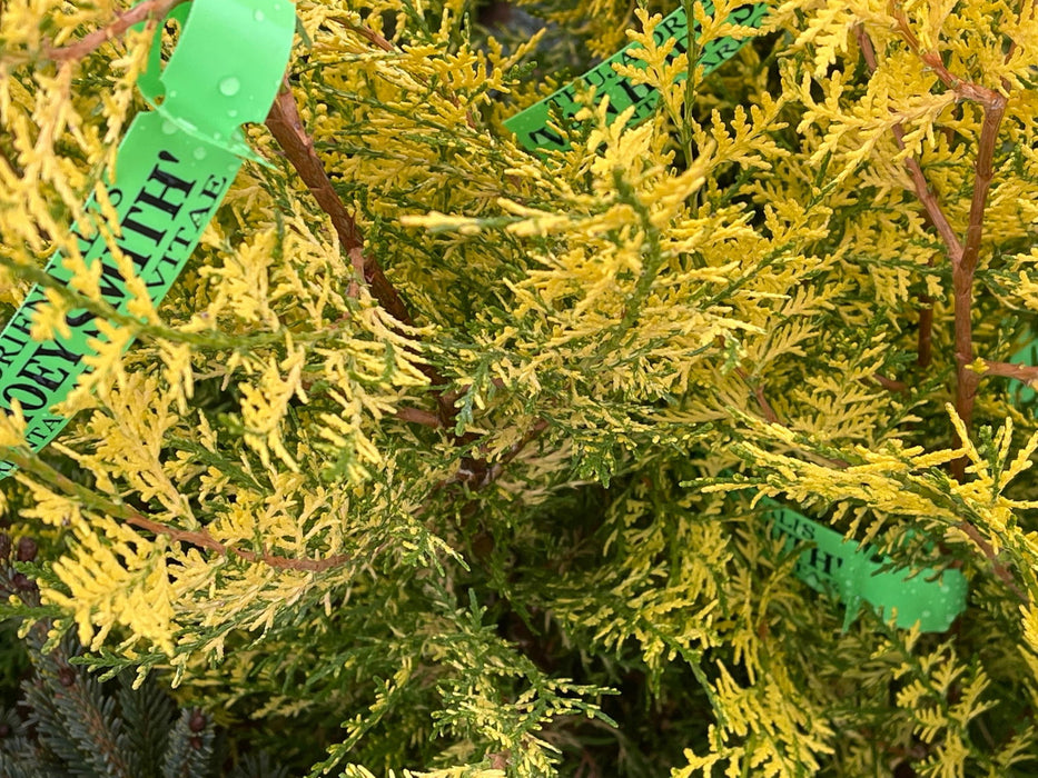 Thuja orientalis 'Van Hoey Smith' Variegated Arborvitae - Mr Maple │ Buy Japanese Maple Trees