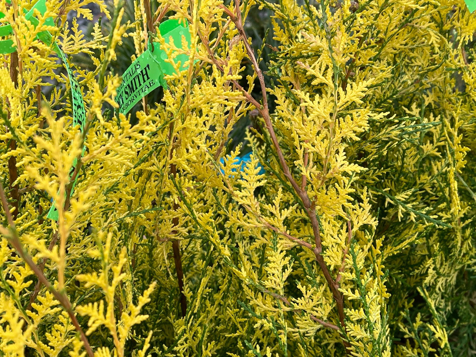 Buy Thuja occidentalis 'Van Hoey Smith' Variegated Arborvitae — Mr