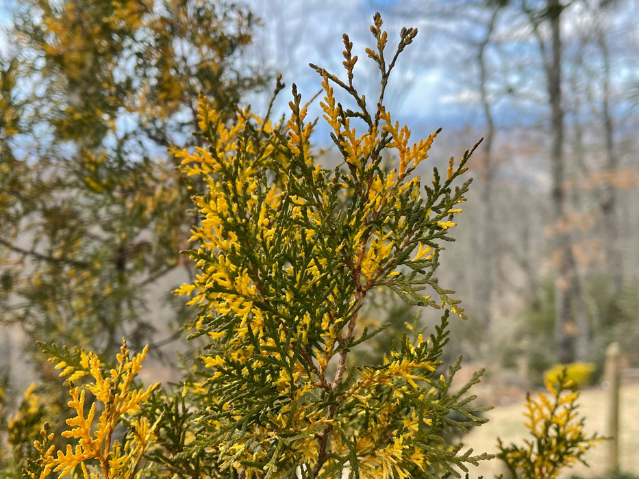 Thuja orientalis 'Van Hoey Smith' Variegated Arborvitae - Mr Maple │ Buy Japanese Maple Trees