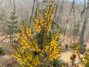 Thuja orientalis 'Van Hoey Smith' Variegated Arborvitae - Mr Maple │ Buy Japanese Maple Trees