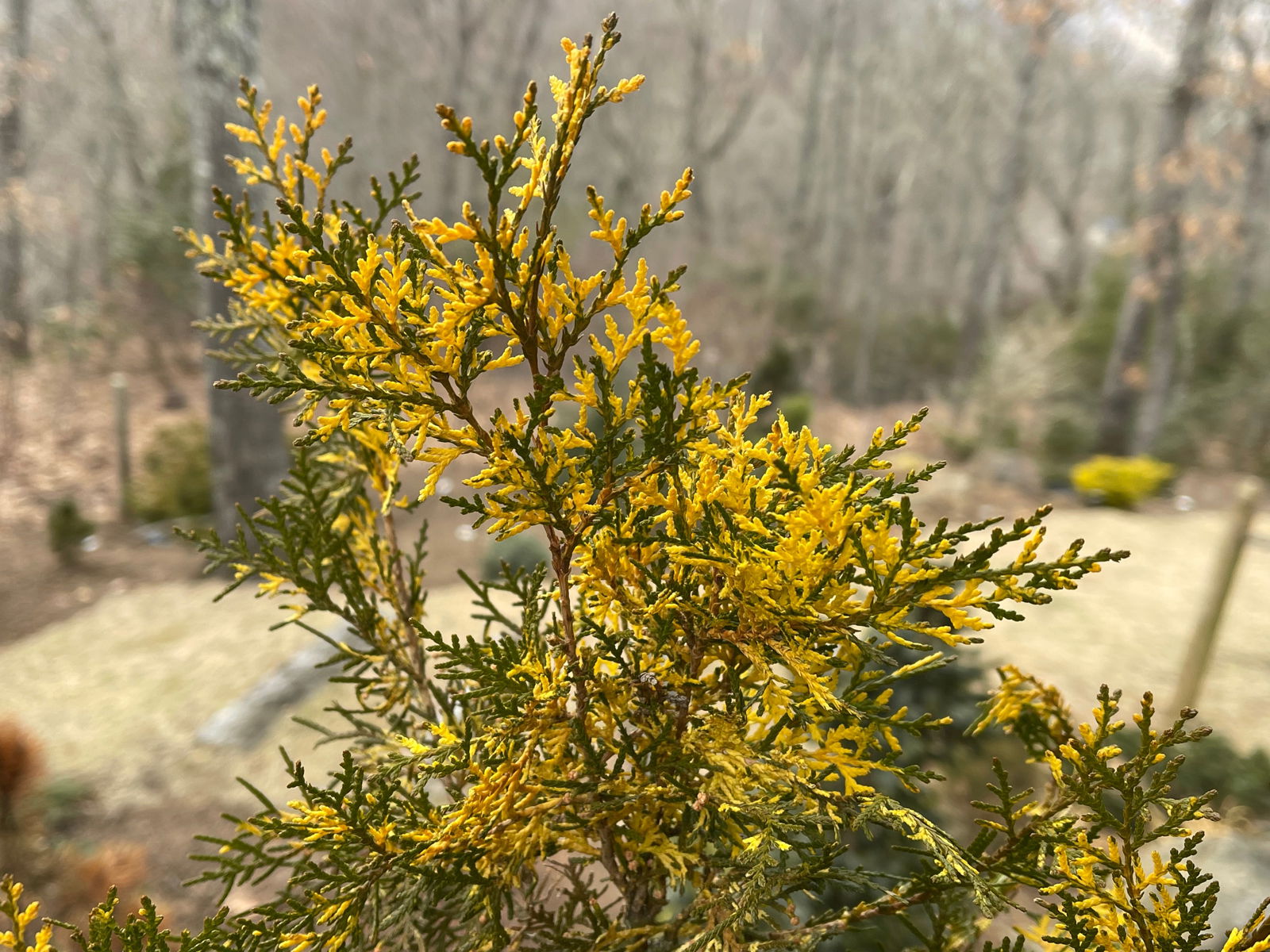 Buy Thuja occidentalis 'Van Hoey Smith' Variegated Arborvitae — Mr