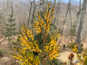 Thuja orientalis 'Van Hoey Smith' Variegated Arborvitae - Mr Maple │ Buy Japanese Maple Trees