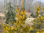 Thuja orientalis 'Van Hoey Smith' Variegated Arborvitae - Mr Maple │ Buy Japanese Maple Trees