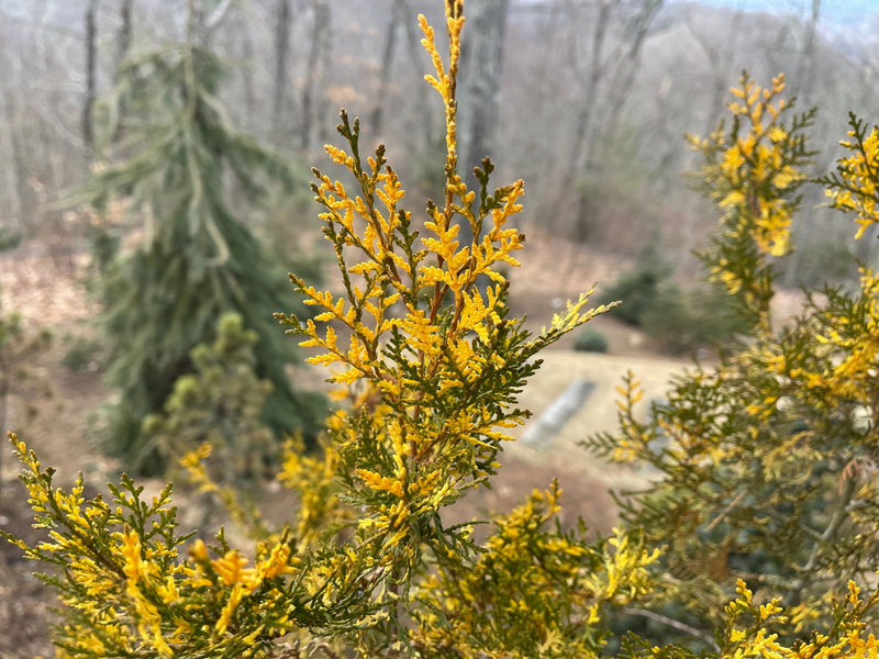 Thuja orientalis 'Van Hoey Smith' Variegated Arborvitae - Mr Maple │ Buy Japanese Maple Trees