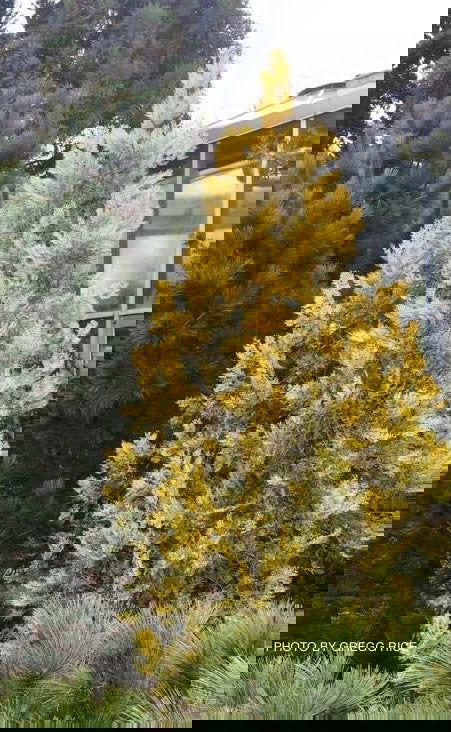 Thuja orientalis 'Van Hoey Smith' Variegated Arborvitae - Mr Maple │ Buy Japanese Maple Trees