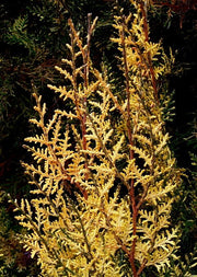 Thuja orientalis 'Van Hoey Smith' Variegated Arborvitae - Mr Maple │ Buy Japanese Maple Trees