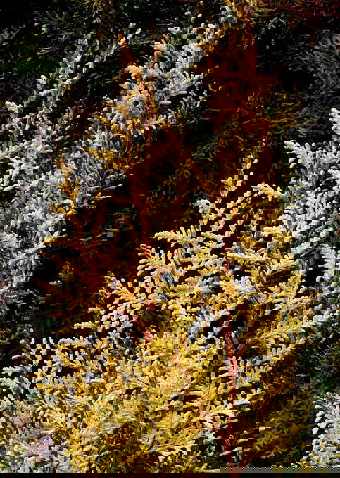 Thuja orientalis 'Van Hoey Smith' Variegated Arborvitae - Mr Maple │ Buy Japanese Maple Trees