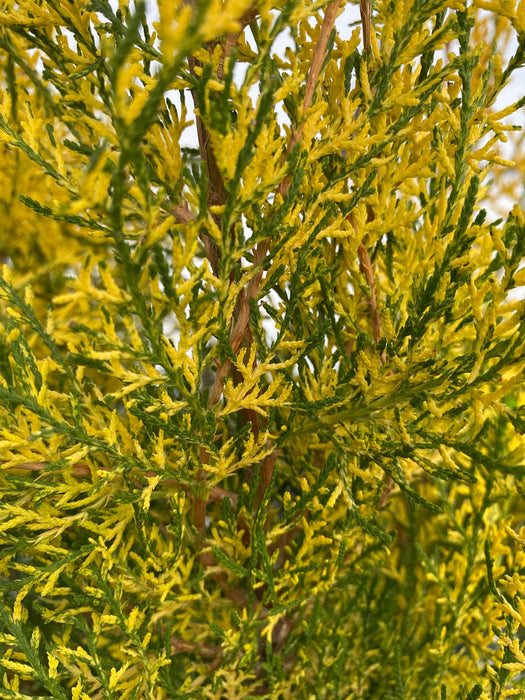 Thuja orientalis 'Van Hoey Smith' Variegated Arborvitae - Mr Maple │ Buy Japanese Maple Trees