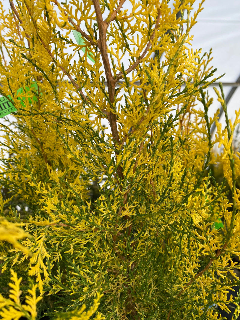 Thuja orientalis 'Van Hoey Smith' Variegated Arborvitae - Mr Maple │ Buy Japanese Maple Trees