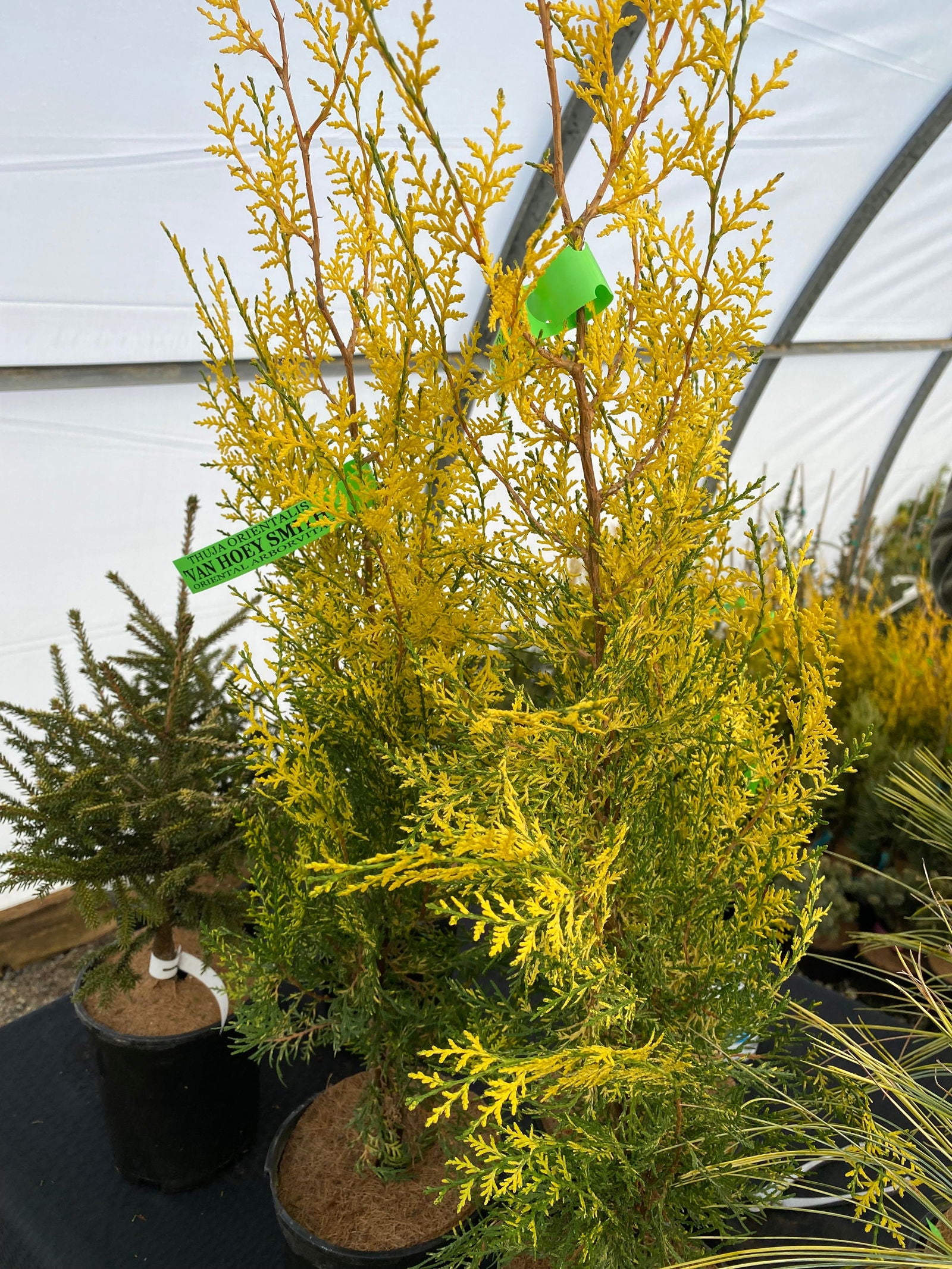 Buy Thuja occidentalis 'Van Hoey Smith' Variegated Arborvitae — Mr