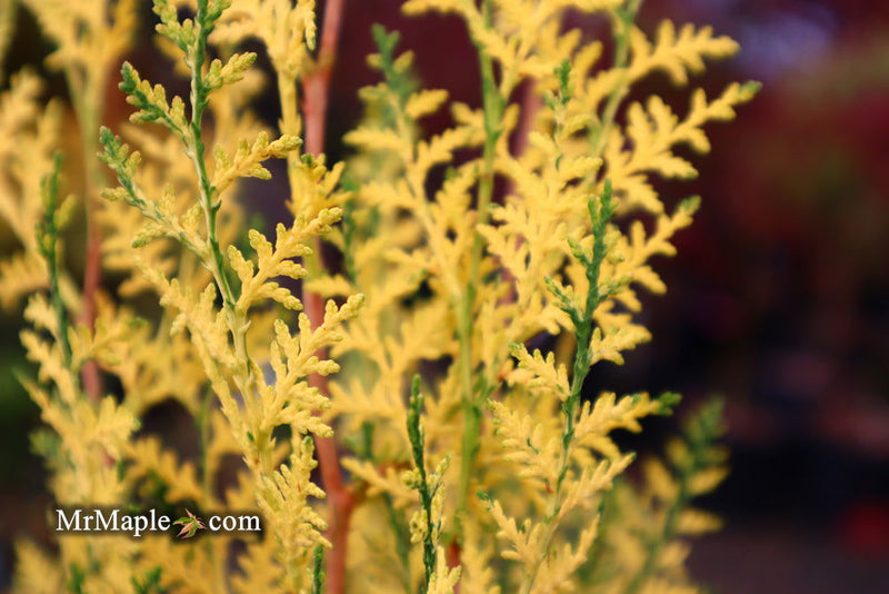 Thuja orientalis 'Van Hoey Smith' Variegated Arborvitae - Mr Maple │ Buy Japanese Maple Trees