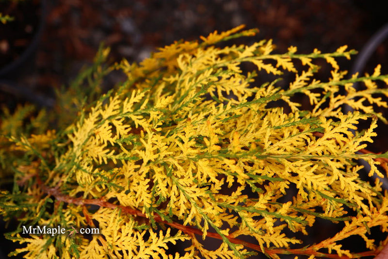 Thuja orientalis 'Van Hoey Smith' Variegated Arborvitae - Mr Maple │ Buy Japanese Maple Trees