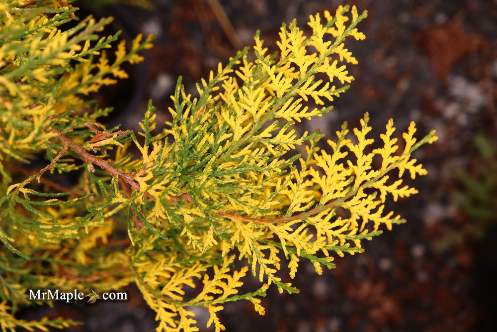 Thuja orientalis 'Van Hoey Smith' Variegated Arborvitae - Mr Maple │ Buy Japanese Maple Trees