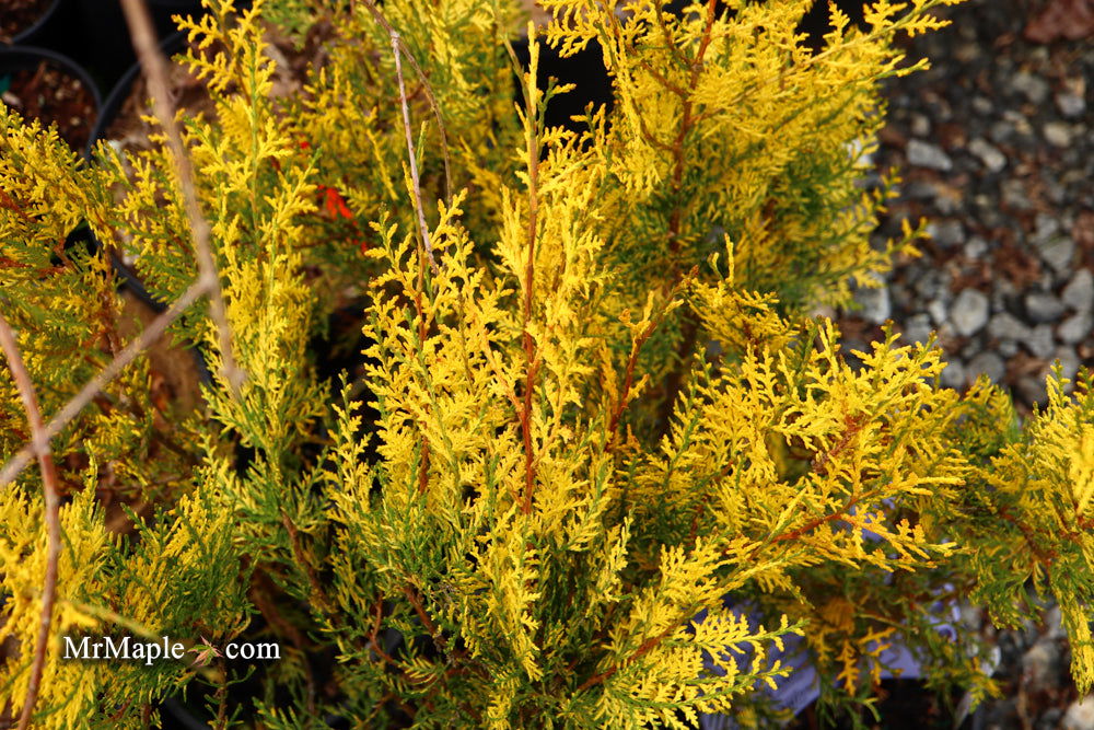 Thuja orientalis 'Van Hoey Smith' Variegated Arborvitae - Mr Maple │ Buy Japanese Maple Trees