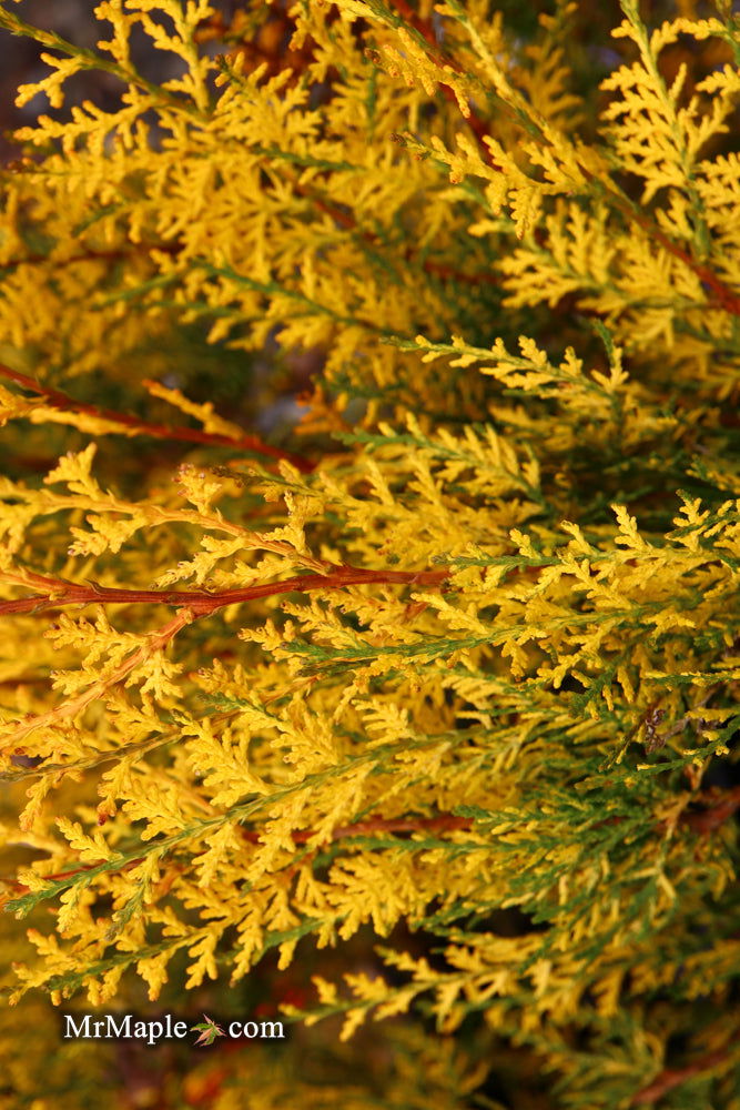 Thuja orientalis 'Van Hoey Smith' Variegated Arborvitae - Mr Maple │ Buy Japanese Maple Trees