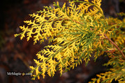 Thuja orientalis 'Van Hoey Smith' Variegated Arborvitae - Mr Maple │ Buy Japanese Maple Trees