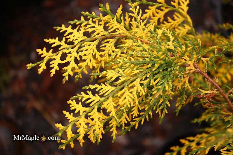Thuja orientalis 'Van Hoey Smith' Variegated Arborvitae - Mr Maple │ Buy Japanese Maple Trees