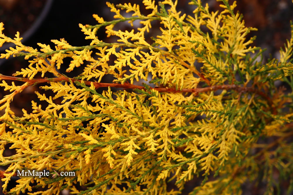 Thuja orientalis 'Van Hoey Smith' Variegated Arborvitae - Mr Maple │ Buy Japanese Maple Trees