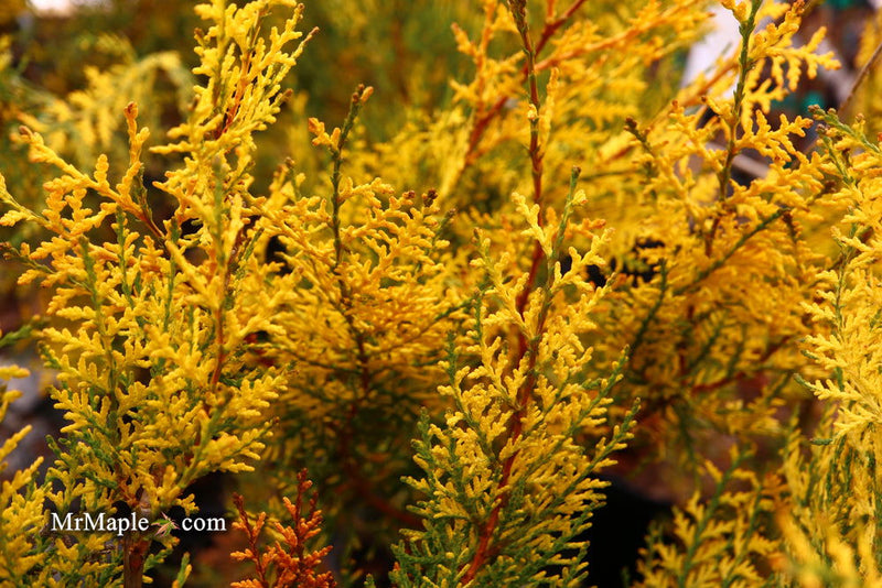 Thuja orientalis 'Van Hoey Smith' Variegated Arborvitae - Mr Maple │ Buy Japanese Maple Trees