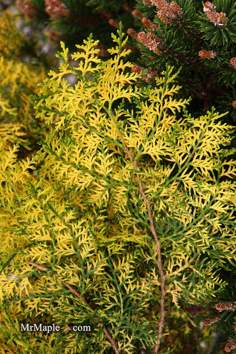 Thuja orientalis 'Van Hoey Smith' Variegated Arborvitae - Mr Maple │ Buy Japanese Maple Trees