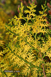 Thuja orientalis 'Van Hoey Smith' Variegated Arborvitae - Mr Maple │ Buy Japanese Maple Trees