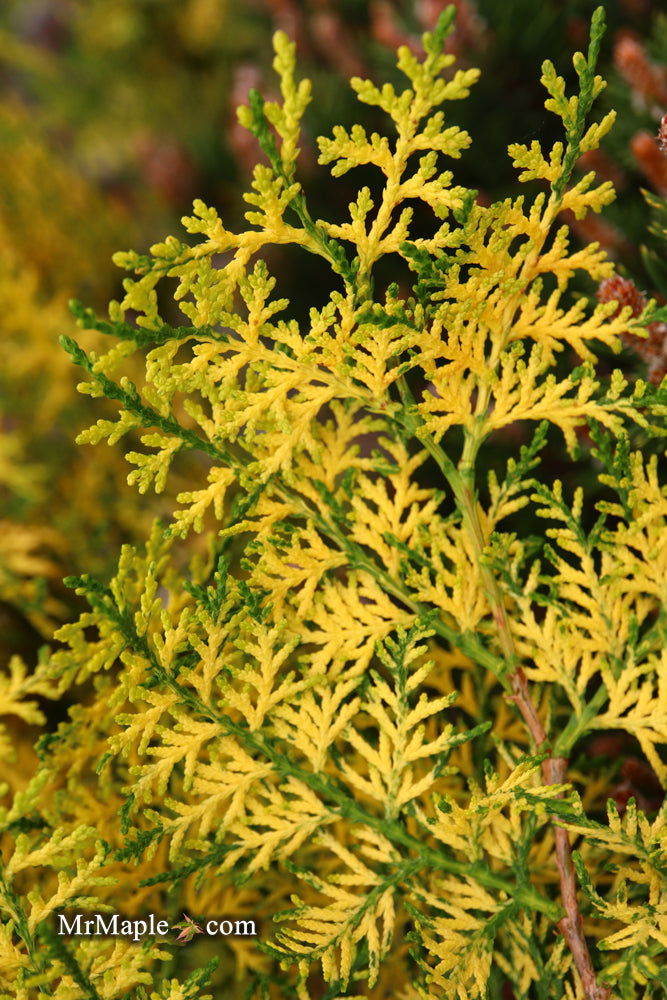 Thuja orientalis 'Van Hoey Smith' Variegated Arborvitae - Mr Maple │ Buy Japanese Maple Trees
