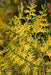 Thuja orientalis 'Van Hoey Smith' Variegated Arborvitae - Mr Maple │ Buy Japanese Maple Trees