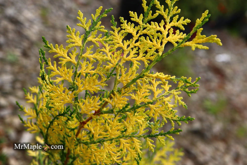 Thuja orientalis 'Van Hoey Smith' Variegated Arborvitae - Mr Maple │ Buy Japanese Maple Trees