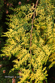 Thuja orientalis 'Van Hoey Smith' Variegated Arborvitae - Mr Maple │ Buy Japanese Maple Trees