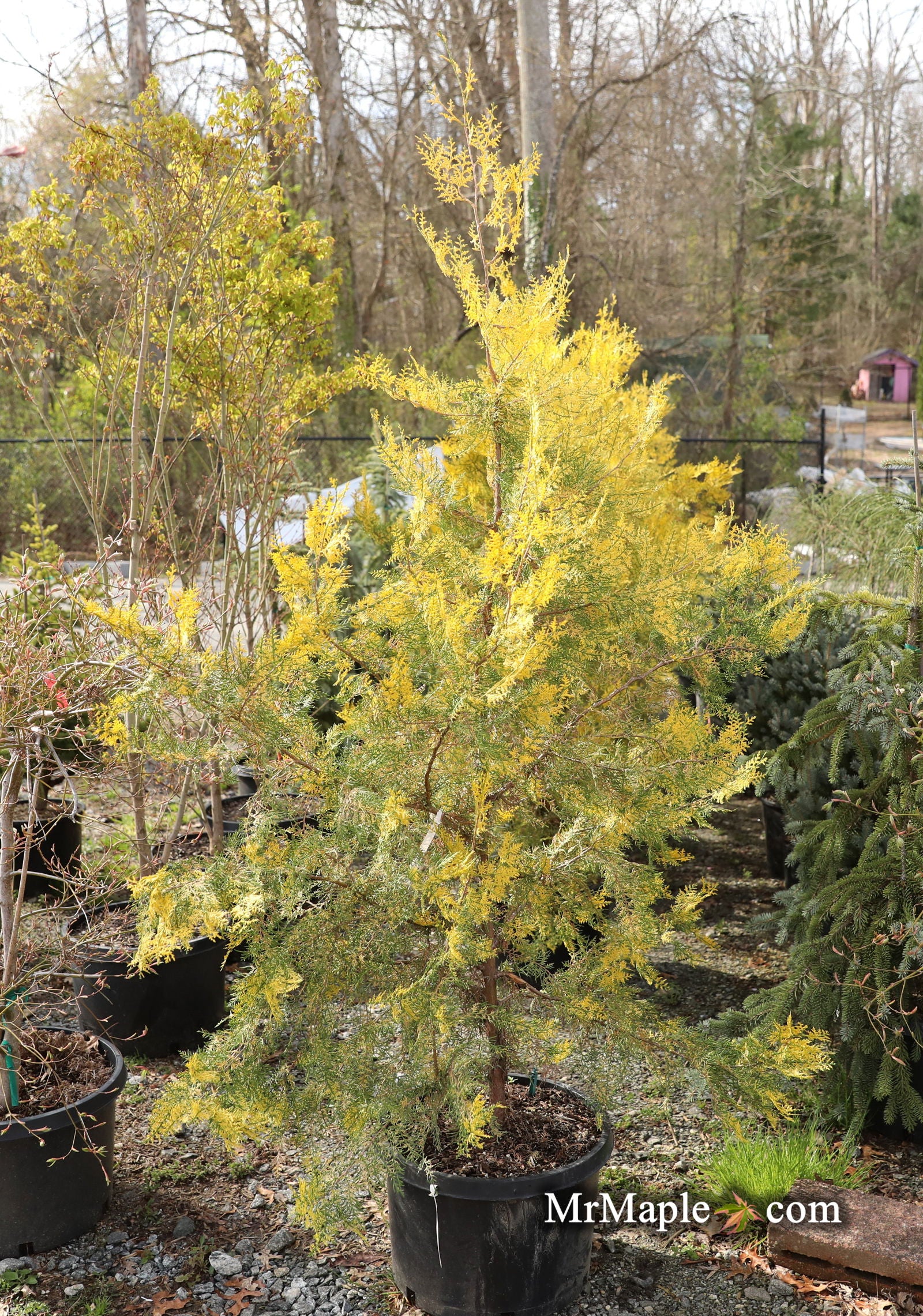 Buy Thuja occidentalis 'Van Hoey Smith' Variegated Arborvitae — Mr
