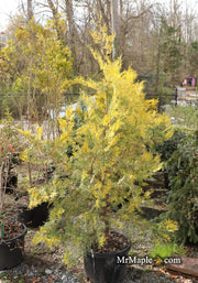 Thuja orientalis 'Van Hoey Smith' Variegated Arborvitae - Mr Maple │ Buy Japanese Maple Trees