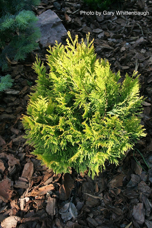 Thuja plicata '4Ever' Forever Goldy® Golden Western Red Cedar - Mr Maple │ Buy Japanese Maple Trees