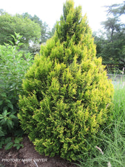Thuja plicata '4Ever' Forever Goldy® Golden Western Red Cedar - Mr Maple │ Buy Japanese Maple Trees