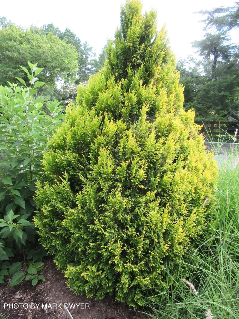 Thuja plicata '4Ever' Forever Goldy® Golden Western Red Cedar - Mr Maple │ Buy Japanese Maple Trees