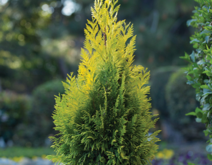 Thuja plicata '4Ever' Forever Goldy® Golden Western Red Cedar - Mr Maple │ Buy Japanese Maple Trees