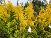 Thuja plicata '4Ever' Forever Goldy® Golden Western Red Cedar - Mr Maple │ Buy Japanese Maple Trees