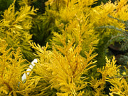 Thuja plicata '4Ever' Forever Goldy® Golden Western Red Cedar - Mr Maple │ Buy Japanese Maple Trees
